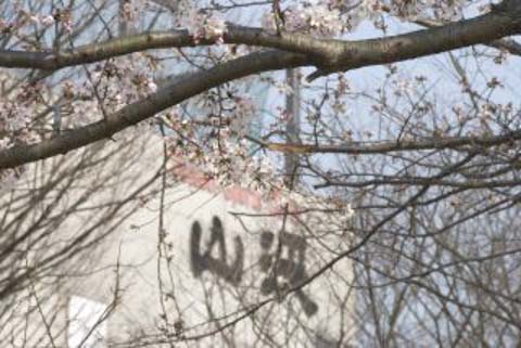 東生石　西大分公園の桜　３月２２日